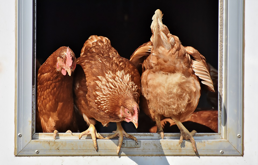 1020chicken-3662513_960_720.jpg