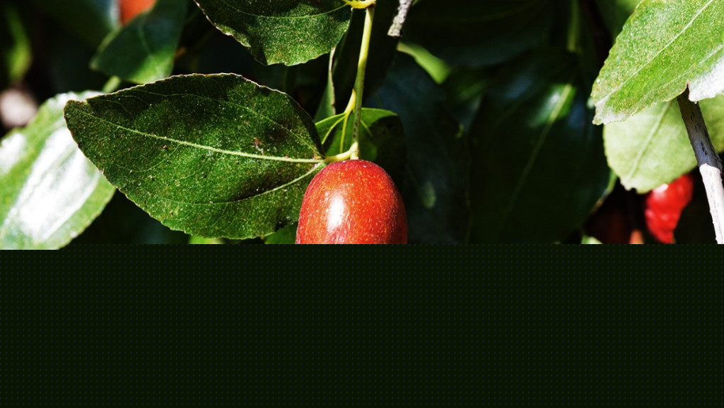 jujube.JPG
