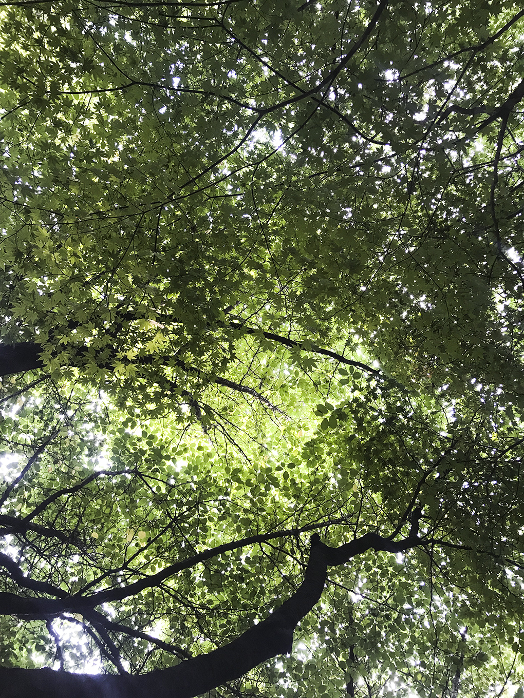 KakaoTalk_20190710_110254252.jpg