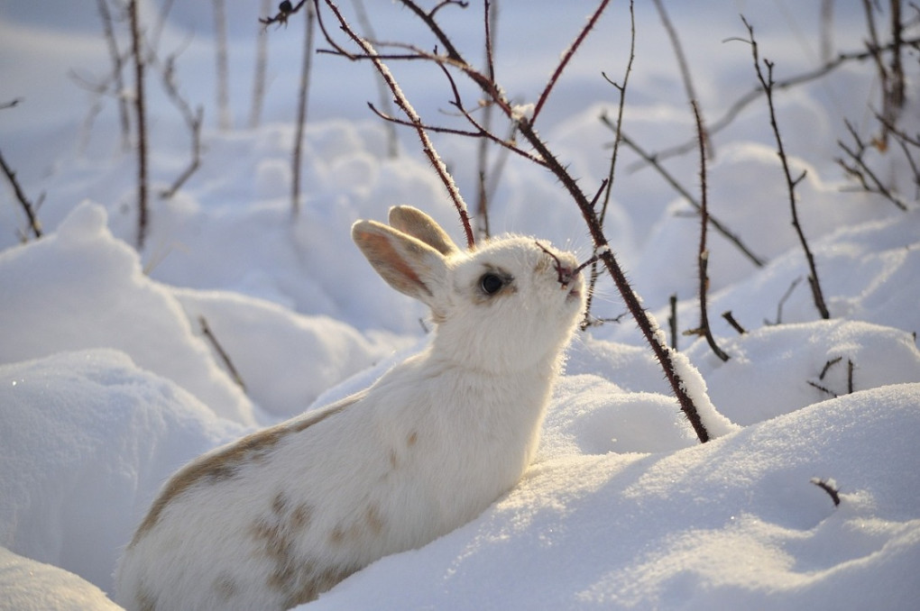 rabbit-2910054_1280.jpg